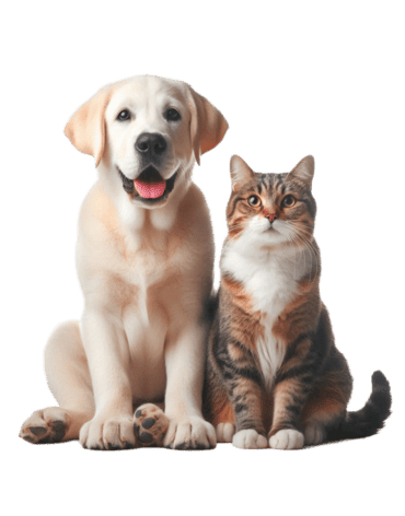 pngtree-a-dog-and-cat-love-on-white-background-png-image_13605660